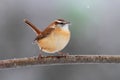 Carolina Wren in Winter Royalty Free Stock Photo