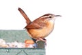 Carolina Wren in Winter Royalty Free Stock Photo