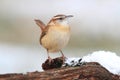 Carolina Wren in Winter Royalty Free Stock Photo