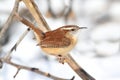 Carolina Wren in Winter Royalty Free Stock Photo