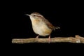 Carolina Wren (Thryothorus ludovicianus) Royalty Free Stock Photo