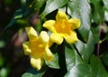 Carolina Yellow Jessamine flowers, a climbing tropical vine