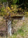 Carolina Yellow Jessamine on Mail Box Post