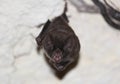 Harmless little Carollia genus bat Royalty Free Stock Photo