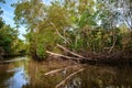 Caroni river swamp dense tropical climate mangrove forest in Trinidad and Tobago Royalty Free Stock Photo