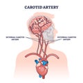Carotid artery as brain blood supply major vessels outline diagram