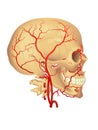 Carotid artery Royalty Free Stock Photo