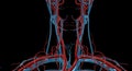 The carotid sheath contains the common and internal carotid arteries, the internal jugular vein, and the vagus nerve