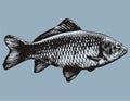 Carp Royalty Free Stock Photo