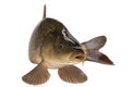 Carp Royalty Free Stock Photo