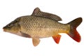 Carp