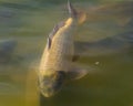 Carp albino swimming underwater in lake Royalty Free Stock Photo