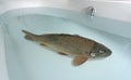 Carp in the bathtub