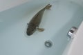 Carp in the bathtub