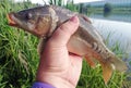 carp caught on fishing in the hand of an angler