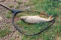 Carp caught in a pond lies on the ground in a fish net, successful summer fishing Royalty Free Stock Photo