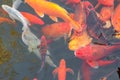 Carp Chinese koi colorful fish swim in the water top view of the entire frame