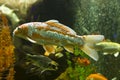 Carp coi Royalty Free Stock Photo