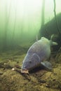 Carp Cyprinus carpio feeding with boilie