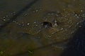 Carp feeding in Flood Overflow, Canyon, Texas.