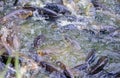 Carp feeding frenzy Royalty Free Stock Photo