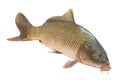 Carp fish