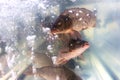 Carp fish in the aquarium. Live fish trade in a store Royalty Free Stock Photo