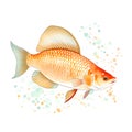 Carp fish in cartoon style. Cute Little Cartoon Carp fish isolated on white background. Watercolor drawing, hand-drawn koi fish in Royalty Free Stock Photo