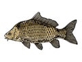 Carp fish engraving style vector illustration Royalty Free Stock Photo