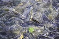 Carp fish at feeding in a pond with murky water Royalty Free Stock Photo