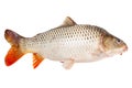 Carp fish half-face isolated on white background Royalty Free Stock Photo