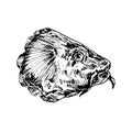 Carp fish head, hand drawn doodle black ink drawing Royalty Free Stock Photo