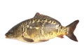 Carp fish isolate Royalty Free Stock Photo