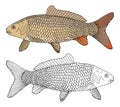 Carp fish isolated, hand drawing. Beautiful river fish with scale in color and black and white. Vector illustration Royalty Free Stock Photo