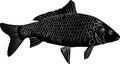 Carp fish isolated Royalty Free Stock Photo