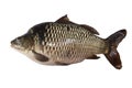 Carp fish Isolated Royalty Free Stock Photo