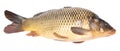 Carp fish isolated white background Royalty Free Stock Photo