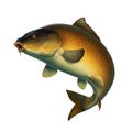 Carp fish koi realism isolate illustration. Royalty Free Stock Photo