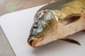 Carp fish lies on a cutting board and breathes with gills