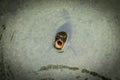 Carp fish mouth breathing above water - Kyoto, Japan