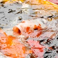 Carp fish open mouth in pond. Royalty Free Stock Photo