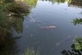 Carp fish in pond in Kubota Garden Seattle