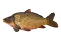 Carp fish