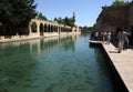 Carp fish swim in Balikli Gol at Sanliurfa in Turkey.