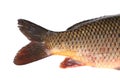 Carp fish tail. Macro. Royalty Free Stock Photo