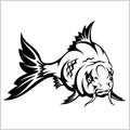 Carp fish, vector illustration isolated