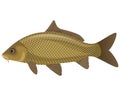 Carp fish Royalty Free Stock Photo