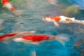 carp fish in water blur style