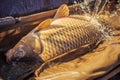 Carp fishing, angling, fish catching, capture Royalty Free Stock Photo