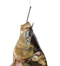 Carp on fishing hook Royalty Free Stock Photo